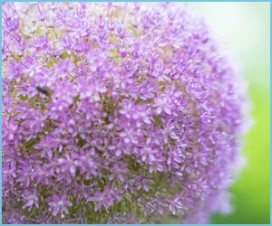 四季のお花と花言葉まとめ